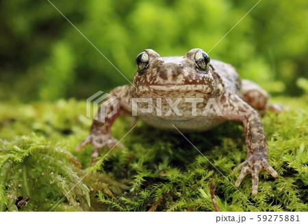 Little common midwife toad Alytes obstetricans Little common midwife toad Alytes obstetricans 59275881