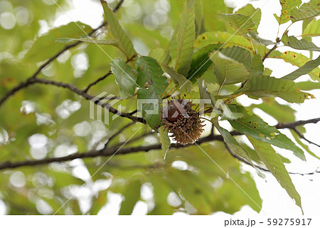 樹上のドングリの実（クヌギ） 59275917