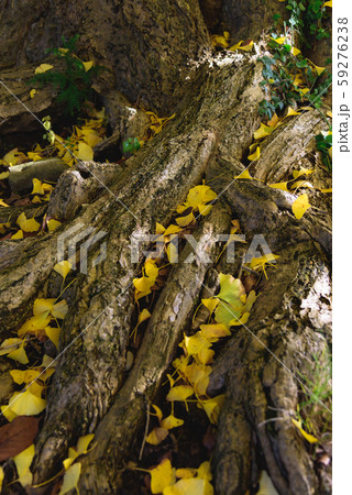 大銀杏 大銀杏 59276238