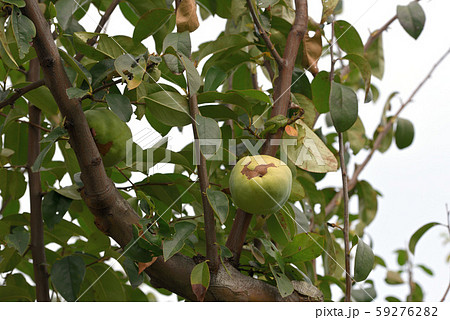 カリンの青い実 59276282