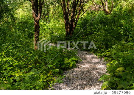 gravel path in summer park with willows gravel path in summer park with willows 59277090
