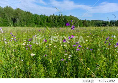 bells on the background of a summer sunny meadow bells on the background of a summer sunny meadow 59277092