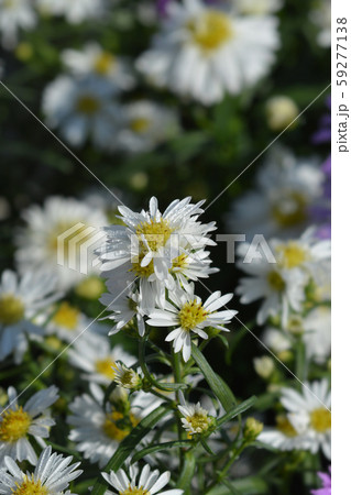 Michelmas daisy Starletta Michelmas daisy Starletta 59277138