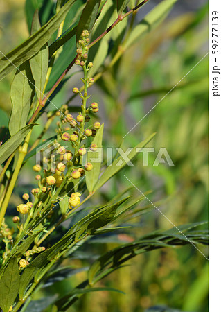 Narihiri Mahonia Narihiri Mahonia 59277139