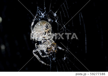 クモ 昆虫 カブトムシ 59277386