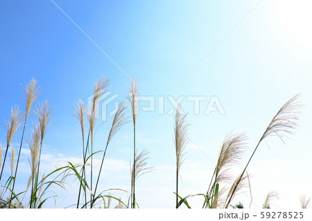 ススキと秋空 59278525
