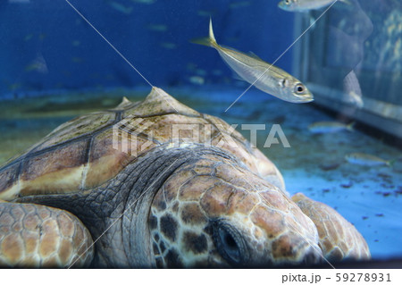 加茂水族館 加茂水族館 59278931