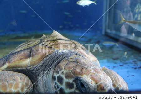 加茂水族館 加茂水族館 59279041