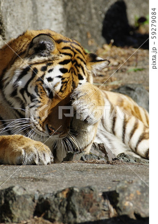 アムールトラ 59279084