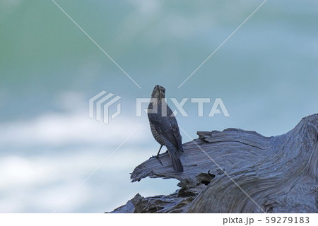 海辺の鳥　イソヒヨドリ 59279183
