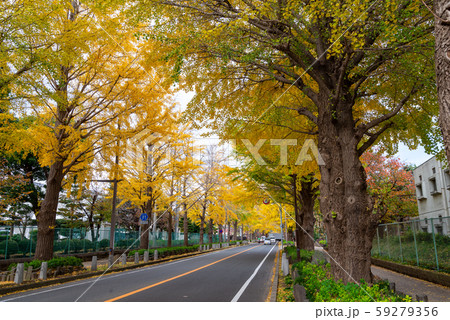 三島銀杏並木 三島銀杏並木 59279356