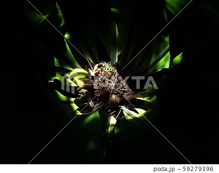 center of green leaves bird nest fern and sun shine. center of green leaves bird nest fern and sun shine. 59279396