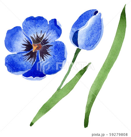 Blue tulip floral botanical flowers. Watercolor background illustration set. Isolated tulips Blue tulip floral botanical flowers. Watercolor background illustration set. Isolated tulips 59279808