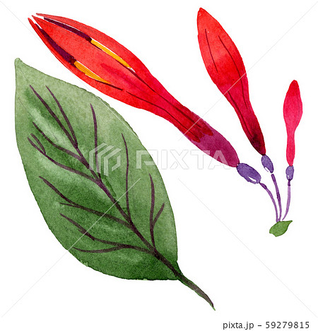 Red fuchsia floral botanical flowers. Watercolor background set. Isolated fuchsia illustration Red fuchsia floral botanical flowers. Watercolor background set. Isolated fuchsia illustration 59279815