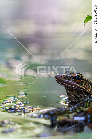 ウシガエル ウシガエル 59280025