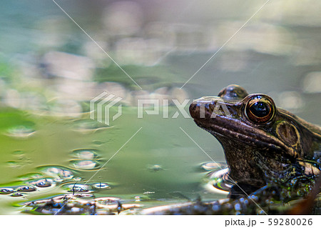 ウシガエル ウシガエル 59280026