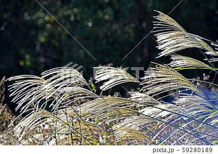 ススキ 59280189