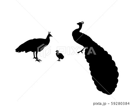 Peacock family. Silhouettes of animals Peacock family. Silhouettes of animals 59280384