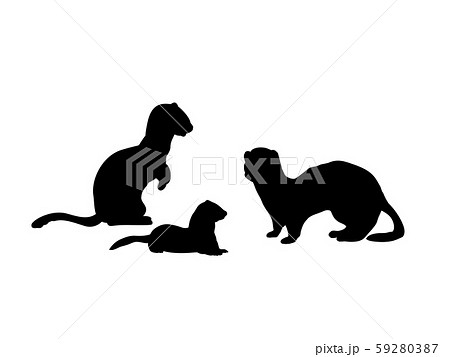 Ferrets family. Silhouettes of animals 59280387