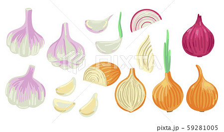 Set of vegetables - onion and garlic, sliced and whole, sprout and half of the onion. Vector Set of vegetables - onion and garlic, sliced and whole, sprout and half of the onion. Vector 59281005