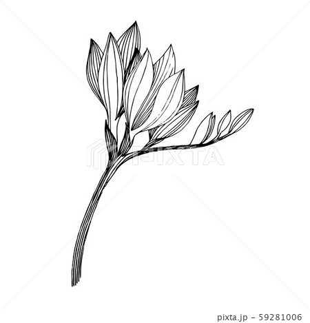 Vector Freesia Floral Botanical Flower Black のイラスト素材