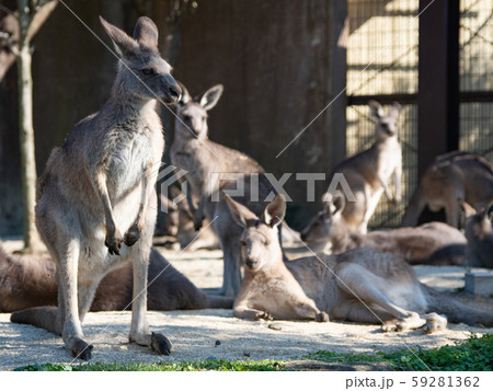 オオカンガルー 59281362
