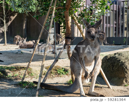 オオカンガルー 59281364