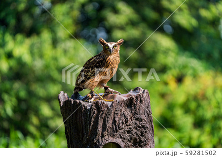 マレーウオミミズク 59281502