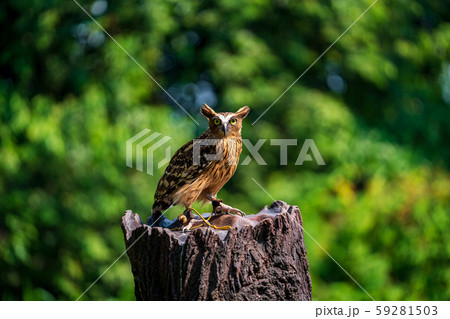 マレーウオミミズク 59281503