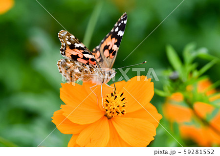 ヒメアカタテハ 59281552