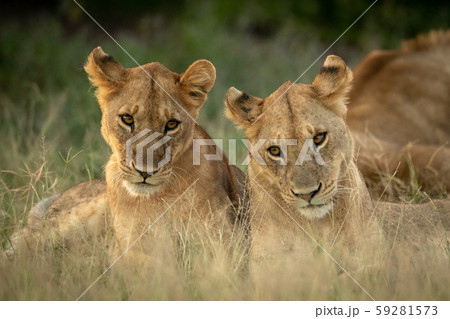 Close-up of two lion cubs lying together 59281573