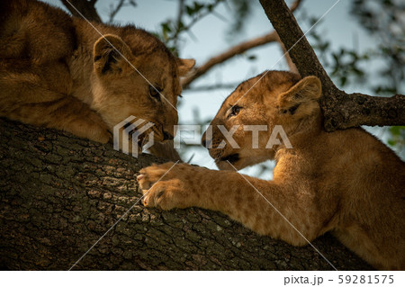 Close-up of two lion cubs lying head-to-head 59281575