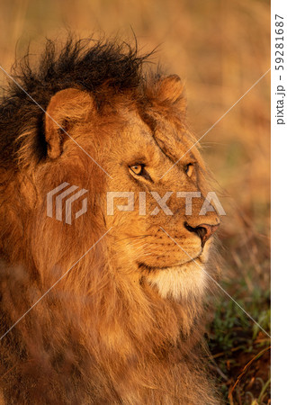 Close-up of male lion lying in grass Close-up of male lion lying in grass 59281687