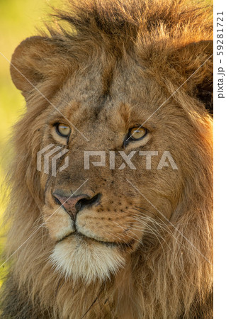 Close-up of male lion face turned left Close-up of male lion face turned left 59281721