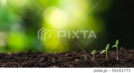 Tree Growth In nature And beautiful lighting Tree Growth In nature And beautiful lighting 59281775