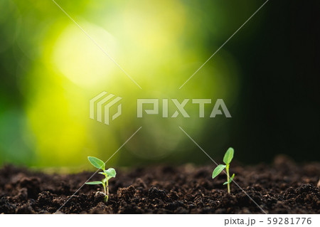 Tree Growth In nature And beautiful lighting Tree Growth In nature And beautiful lighting 59281776