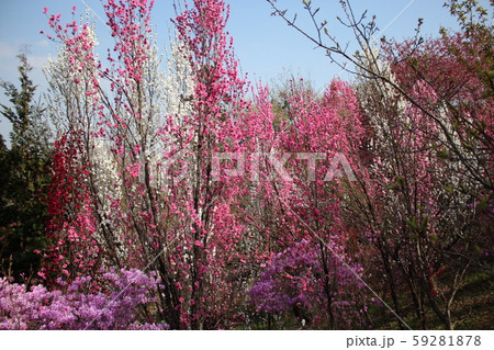 花桃の木の写真素材