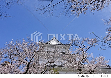 小田原城　桜 59281903