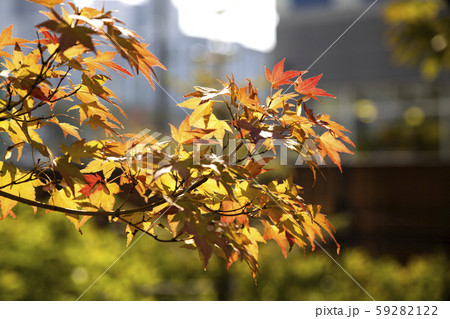 自然 背景 紅葉 59282122