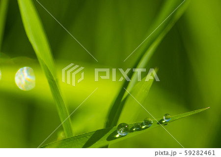朝露のついた草 59282461