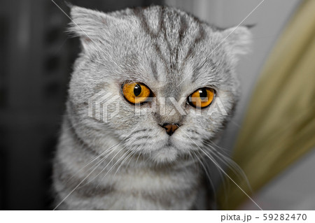 So cute scottish fold cat. 59282470