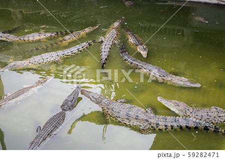 Crocodile in the swamp. 59282471