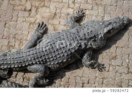 Crocodile in farm. 59282472