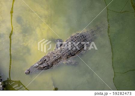 Crocodile in the swamp. 59282473