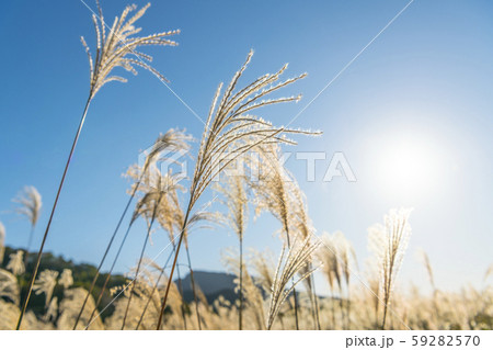 秋の曽爾高原 59282570