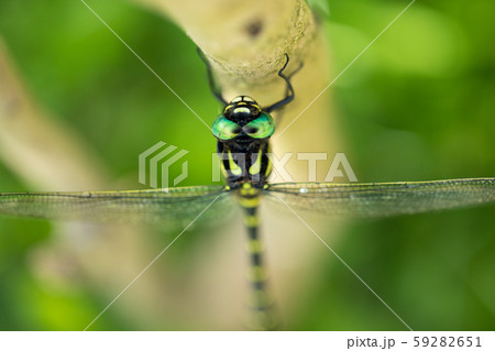 オニヤンマ 59282651