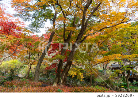 熱海梅園の紅葉 59282697