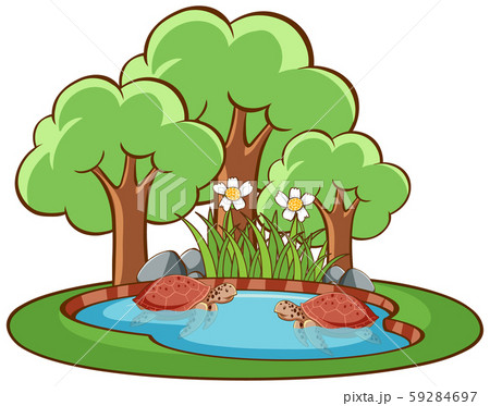 Isolated picture of turtles in the pond 59284697