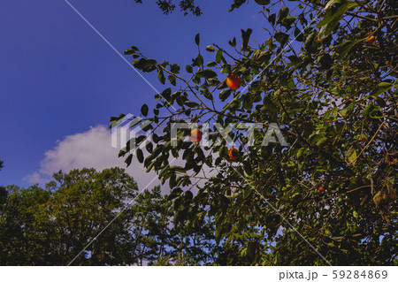 開花 樹木 春 59284869