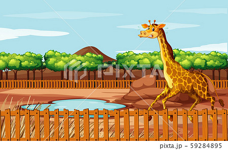 Scene with giraffe in the zoo 59284895